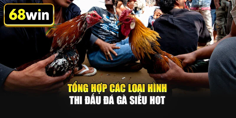 Tổng hợp các loại hình thi đấu đá gà siêu hot Tổng hợp các loại hình thi đấu đá gà siêu hot